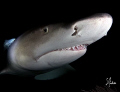  Lemon Sharks are always fun dive with. There never moment dull. They welcome smile This image was taken Tiger Beach Bahamas with dull  